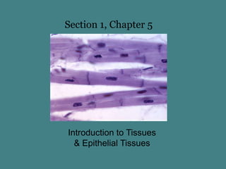 Section 1, Chapter 5

Introduction to Tissues
& Epithelial Tissues

 