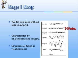 We fall into sleep without ever knowing it. Characterized by hallucinations and imagery. Sensations of falling or weightlessness.  5-10 mins. 