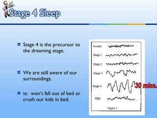 Stage 4 is the precursor to the dreaming stage. We are still aware of our surroundings. ie:  won’t fall out of bed or crush our kids in bed. 30 mins. 