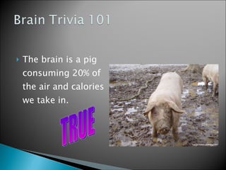 The brain is a pig consuming 20% of the air and calories we take in. TRUE 
