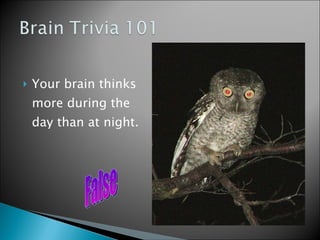 Your brain thinks more during the day than at night. False 
