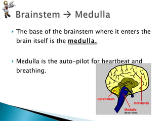 The base of the brainstem where it enters the brain itself is the  medulla. Medulla is the auto-pilot for heartbeat and breathing. 