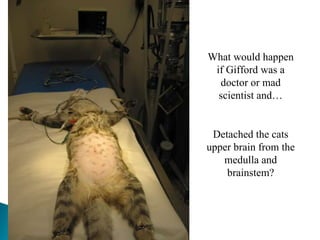 What would happen if Gifford was a doctor or mad scientist and… Detached the cats upper brain from the medulla and brainstem? 