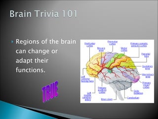 Regions of the brain can change or adapt their functions. TRUE 