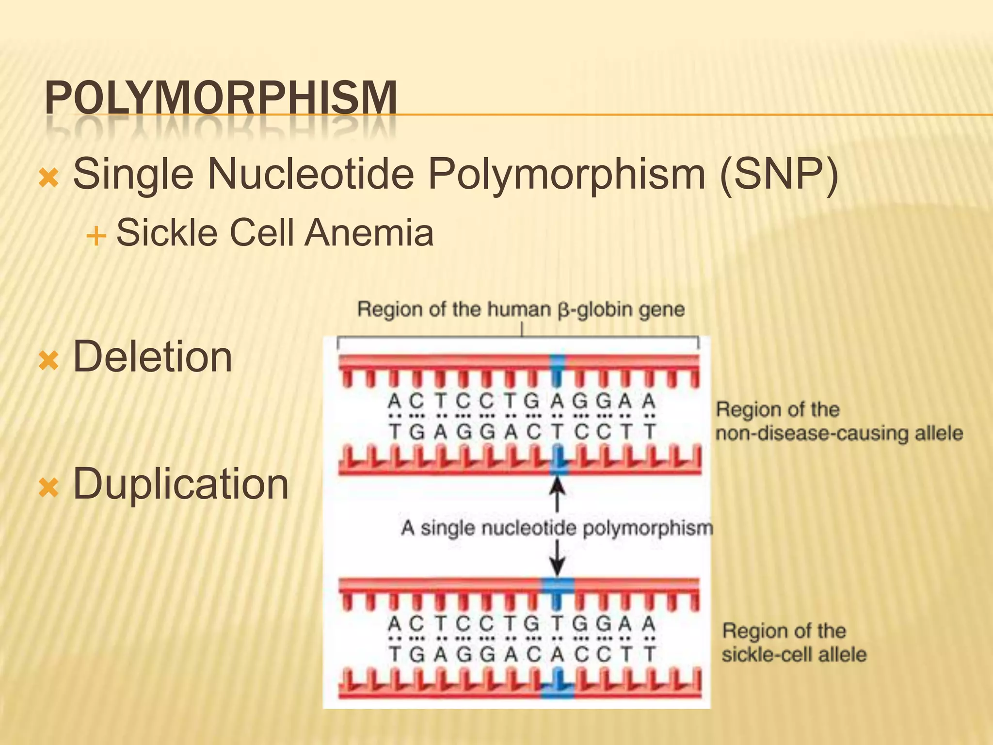 POLYMORPHISM
   Single Nucleotide Polymorphism (SNP)
     Sickle   Cell Anemia


   Deletion

   Duplication
 