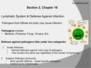 ivyanatomy.com

Section 2, Chapter 16
Lymphatic System & Defense Against Infection
Pathogens that infiltrate the body may cause infection.
Pathogens Include:
• Bacteria, Protozoa, Fungi, Viruses, Ect.:
Defense against pathogens falls under two categories
1.

2.

Innate Defenses
•
General defenses against many type of pathogens
•
They function the same way regardless of the number of exposures.
Adaptive Defenses (Immunity)
•
More specific defense – target specific pathogens
•
Carried out by lymphocytes

 