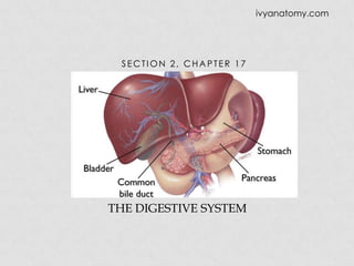 ivyanatomy.com

SECTION 2, CHAPTER 17

THE DIGESTIVE SYSTEM

 