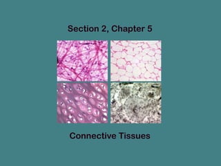 Section 2, Chapter 5

Connective Tissues

 