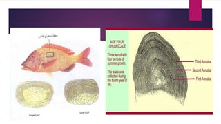 USE OF SCALES IN DETERMINATION OF AGE OF FISH 