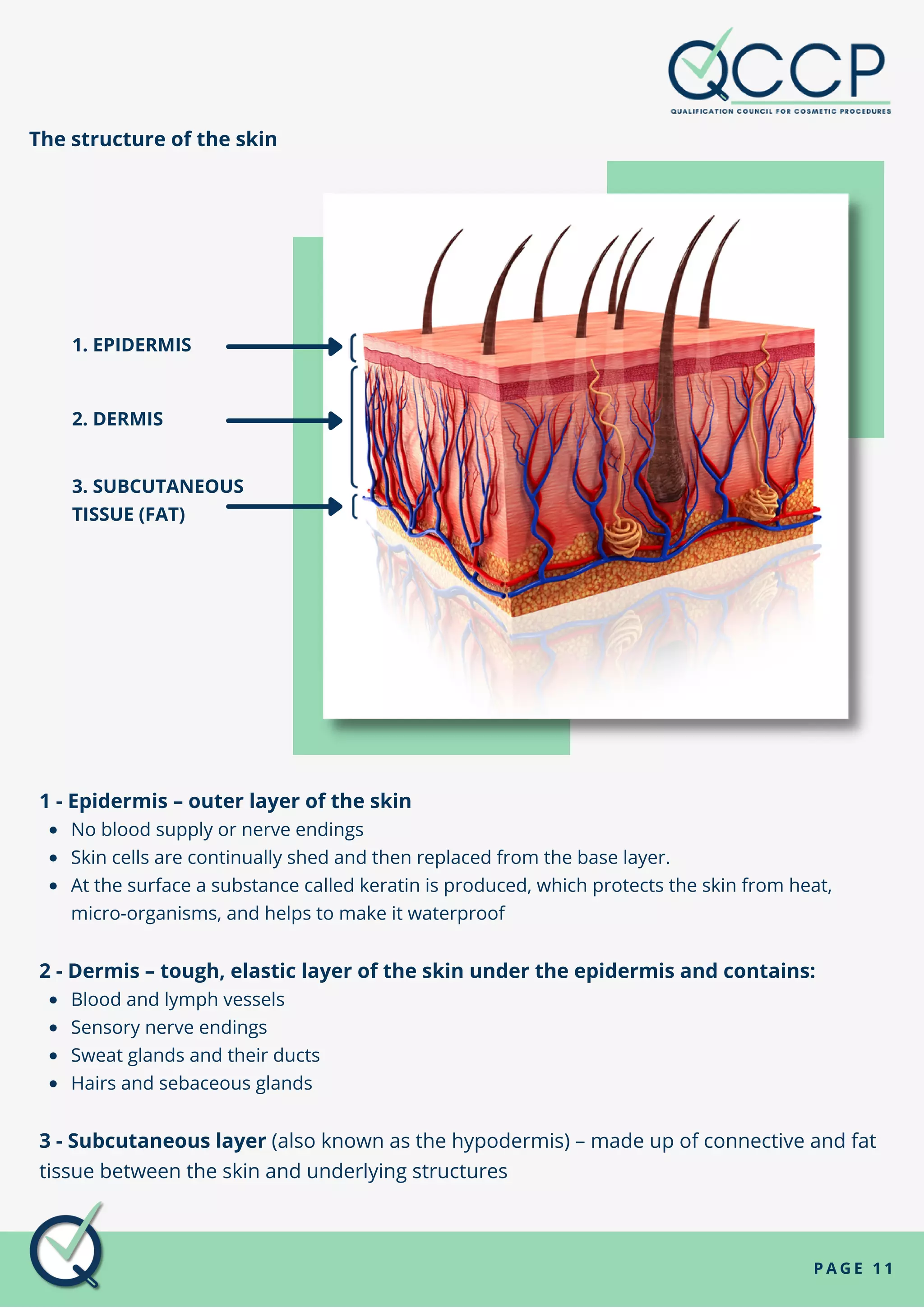 Section 3 - The skin - Its reaction to injury and its role in defence ...
