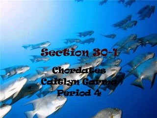 Section 30-1
  Chordates
Caitlyn Garma
   Period 4
 