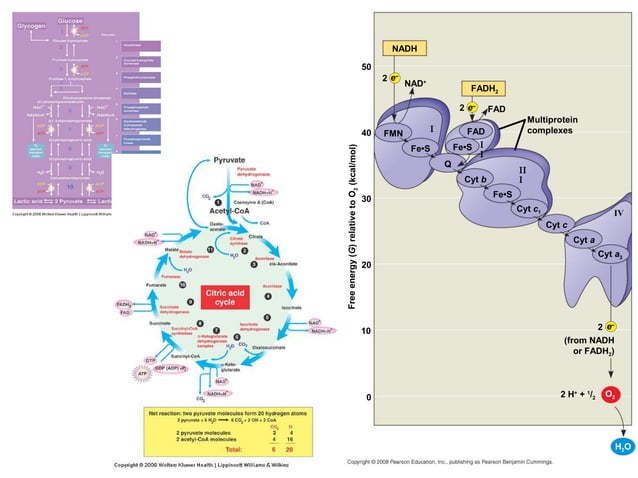Section+3+bioenergetics (1) | PPT