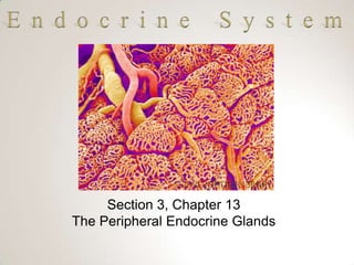 Section 3, Chapter 13
The Peripheral Endocrine Glands

 