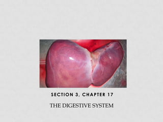 SECTION 3, CHAPTER 17

THE DIGESTIVE SYSTEM

 