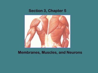 Section 3, Chapter 5

Membranes, Muscles, and Neurons

 