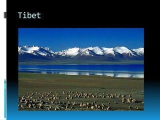 Tibet
 