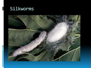 Silkworms
 