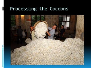 Processing the Cocoons
 