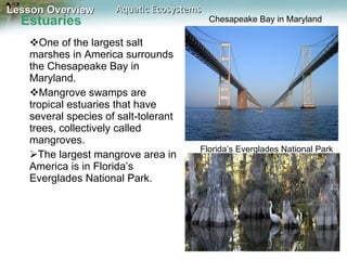 Estuaries One of the largest salt marshes in America surrounds the Chesapeake Bay in Maryland. Mangrove swamps are tropical estuaries that have several species of salt-tolerant trees, collectively called mangroves. The largest mangrove area in America is in Florida’s Everglades National Park. Chesapeake Bay in Maryland Florida’s Everglades National Park 