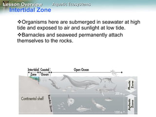 Intertidal Zone  Organisms here are submerged in seawater at high tide and exposed to air and sunlight at low tide.  Barnacles and seaweed permanently attach themselves to the rocks. 