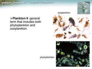 Plankton    general term that includes both phytoplankton and zooplankton. phytoplankton zooplankton 