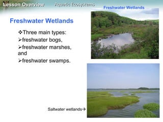 Freshwater Wetlands  Three main types:  freshwater bogs, freshwater marshes, and  freshwater swamps.  Saltwater wetlands  Freshwater Wetlands 