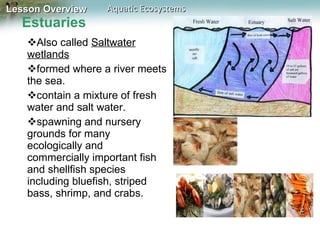 Estuaries Also called  Saltwater wetlands   formed where a river meets the sea.  contain a mixture of fresh water and salt water. spawning and nursery grounds for many ecologically and commercially important fish and shellfish species including bluefish, striped bass, shrimp, and crabs. 