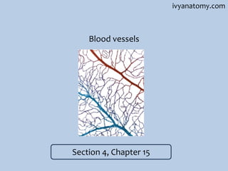 ivyanatomy.com

Blood vessels

Section 4, Chapter 15

 