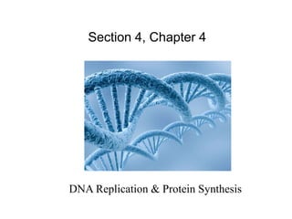Section 4, Chapter 4

DNA Replication & Protein Synthesis

 