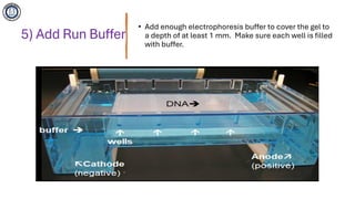 Gel electrophoresis technique in molecular biology | PDF