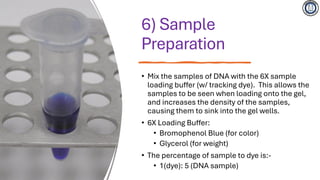 Gel electrophoresis technique in molecular biology | PDF