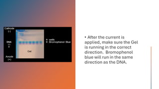 Gel electrophoresis technique in molecular biology | PDF