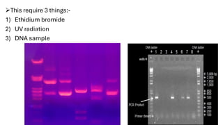 Gel electrophoresis technique in molecular biology | PDF