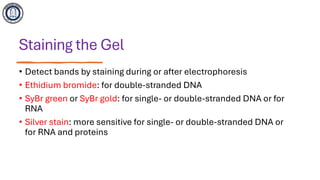 Gel electrophoresis technique in molecular biology | PDF