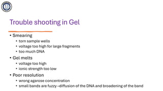 Gel electrophoresis technique in molecular biology | PDF