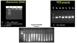 Gel electrophoresis technique in molecular biology | PDF