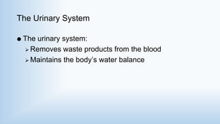 The Urinary System
 The urinary system:
 Removes waste products from the blood
 Maintains the body’s water balance
 