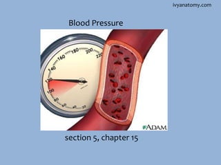 ivyanatomy.com

Blood Pressure

section 5, chapter 15

 