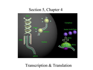 Section 5, Chapter 4

Transcription & Translation

 