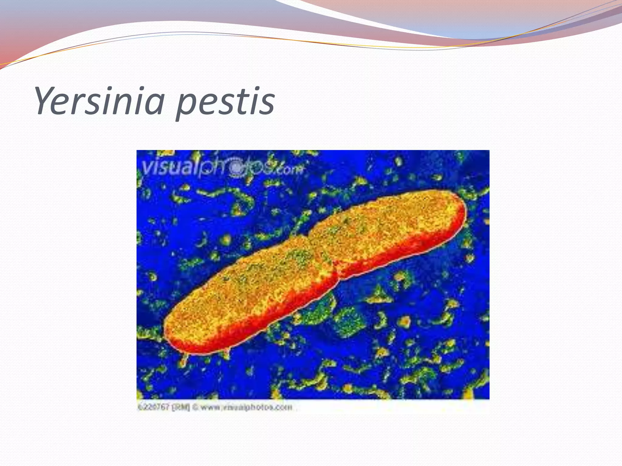 Yersinia pestis
 
