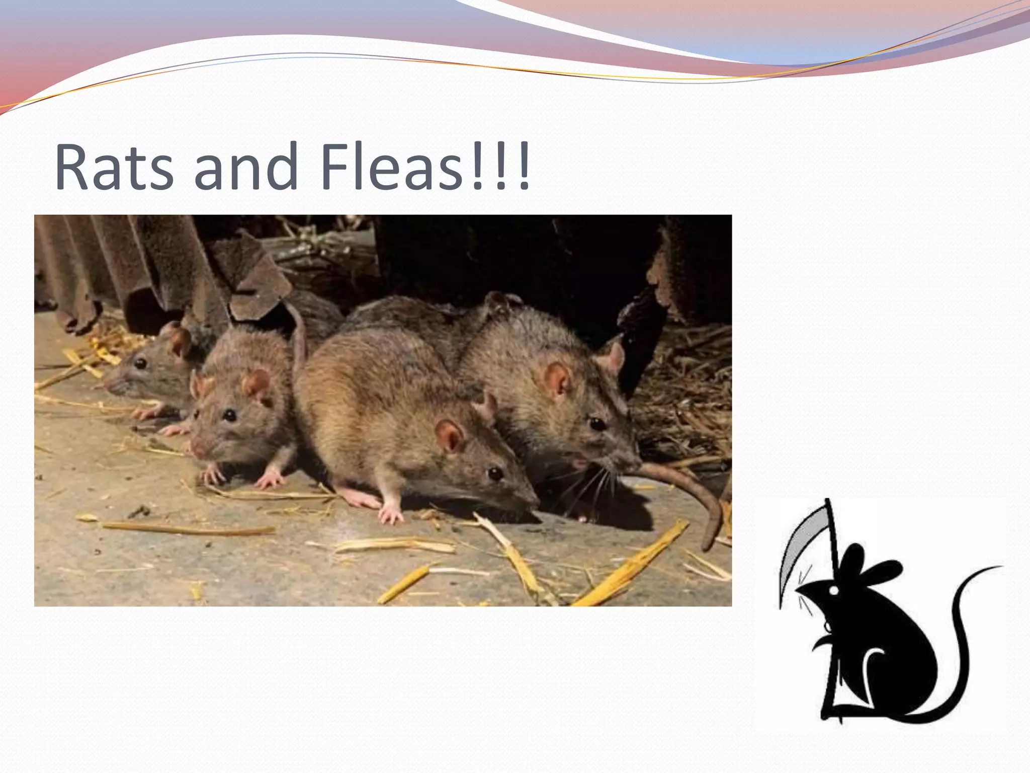 Rats and Fleas!!!
 