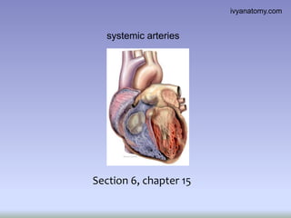 ivyanatomy.com

systemic arteries

Section 6, chapter 15

 