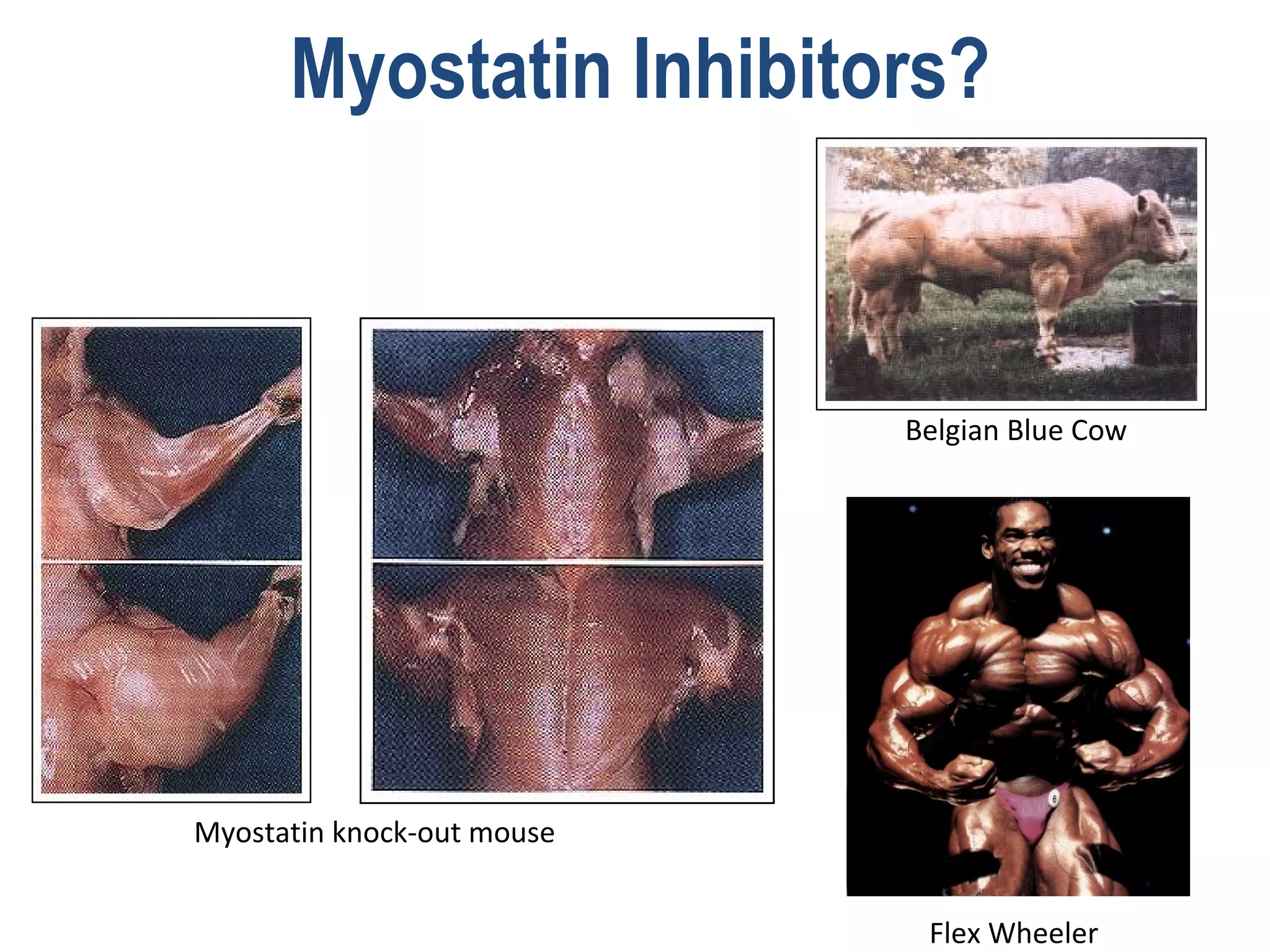 Myostatin Inhibitors?



                            Belgian Blue Cow




Myostatin knock-out mouse


                             Flex Wheeler
 