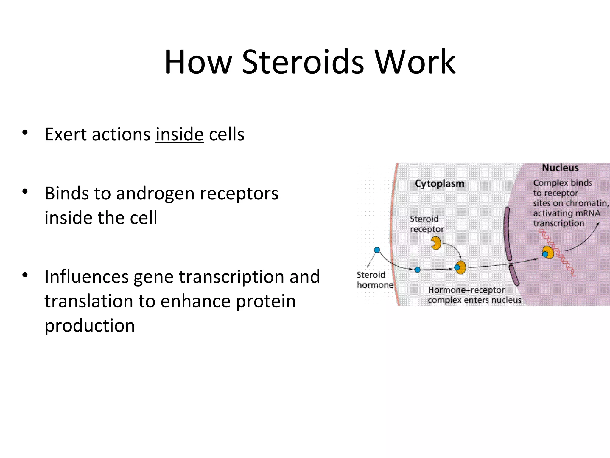 How Steroids Work
• Exert actions inside cells

• Binds to androgen receptors
  inside the cell

• Influences gene transcription and
  translation to enhance protein
  production
 