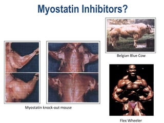 Myostatin Inhibitors?



                            Belgian Blue Cow




Myostatin knock-out mouse


                             Flex Wheeler
 