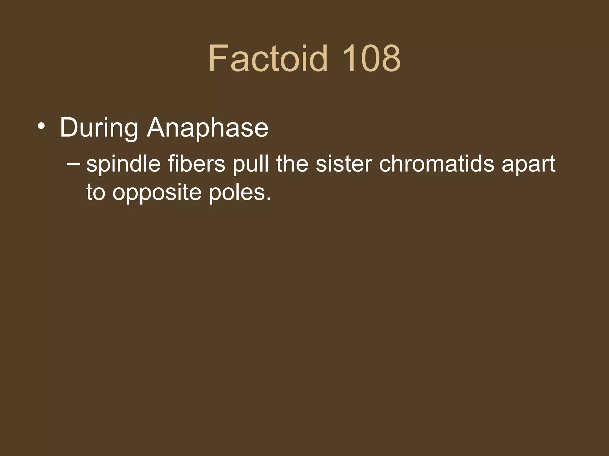 Factoid 108 During Anaphase spindle fibers pull the sister chromatids apart to opposite poles. 