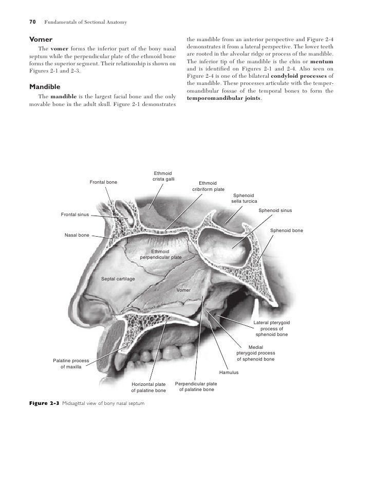 Sectional anatomy Biology Diagrams