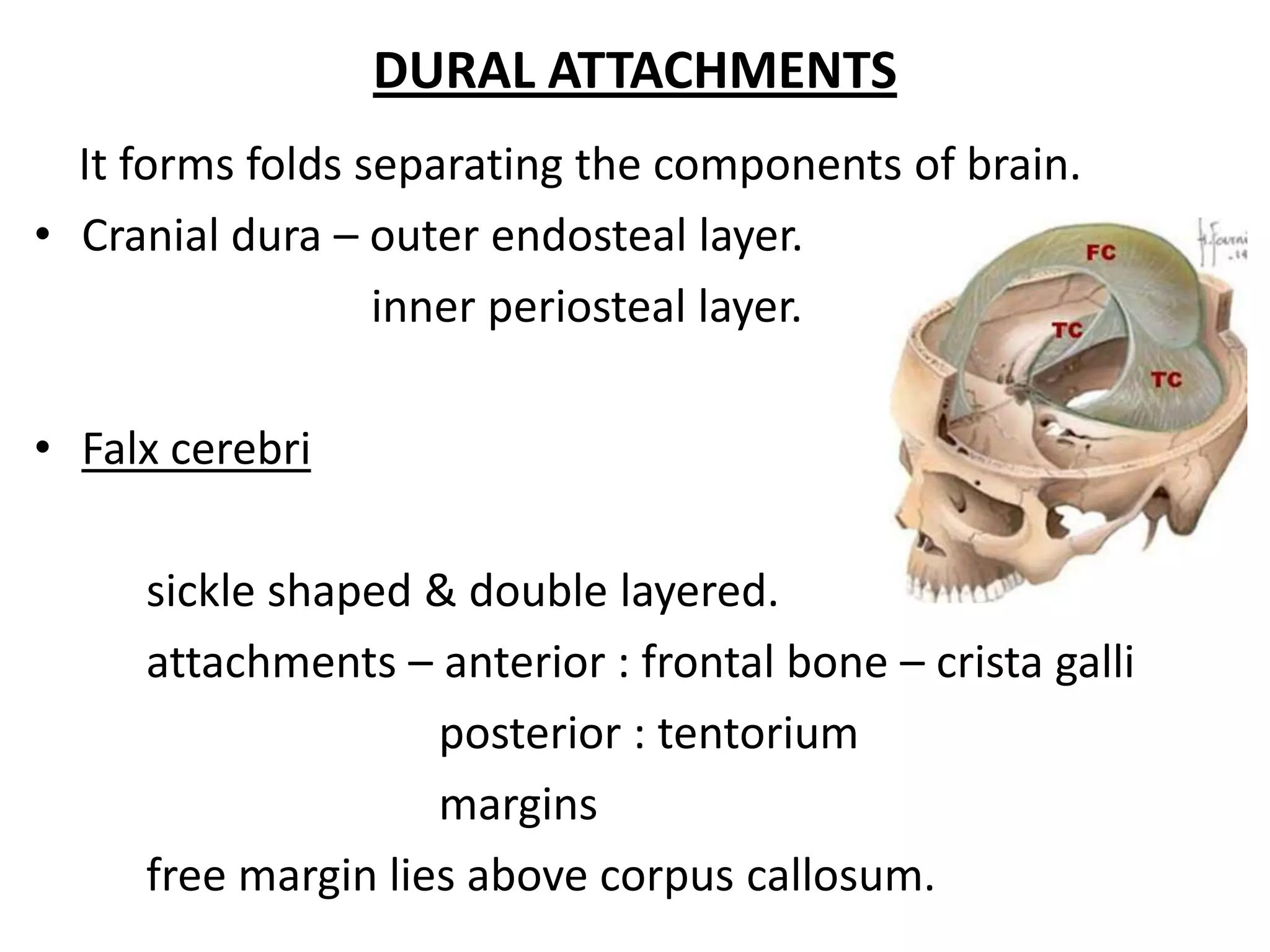 DURAL ATTACHMENTS
  It forms folds separating the components of brain.
• Cranial dura – outer endosteal layer.
                  inner periosteal layer.

• Falx cerebri

     sickle shaped & double layered.
     attachments – anterior : frontal bone – crista galli
                    posterior : tentorium
                    margins
     free margin lies above corpus callosum.
 