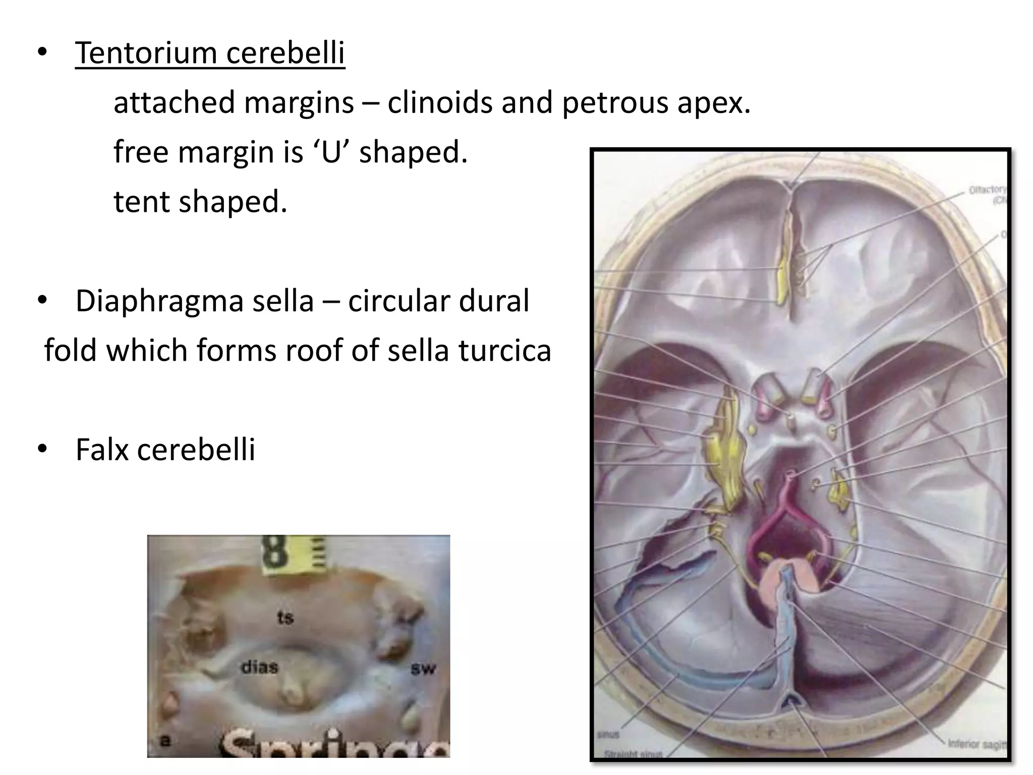 • Tentorium cerebelli
    attached margins – clinoids and petrous apex.
    free margin is ‘U’ shaped.
    tent shaped.

• Diaphragma sella – circular dural
 fold which forms roof of sella turcica

• Falx cerebelli
 