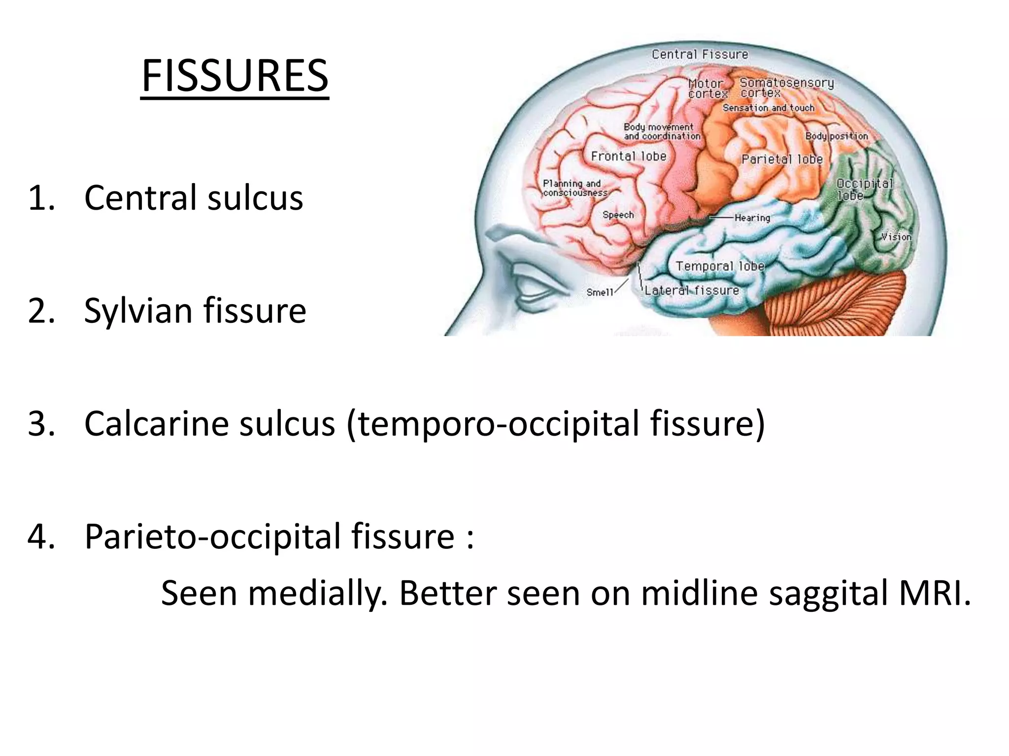 FISSURES

1. Central sulcus

2. Sylvian fissure

3. Calcarine sulcus (temporo-occipital fissure)

4. Parieto-occipital fissure :
        Seen medially. Better seen on midline saggital MRI.
 